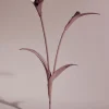 Polène Blume Touka< Blumen Aus Leder